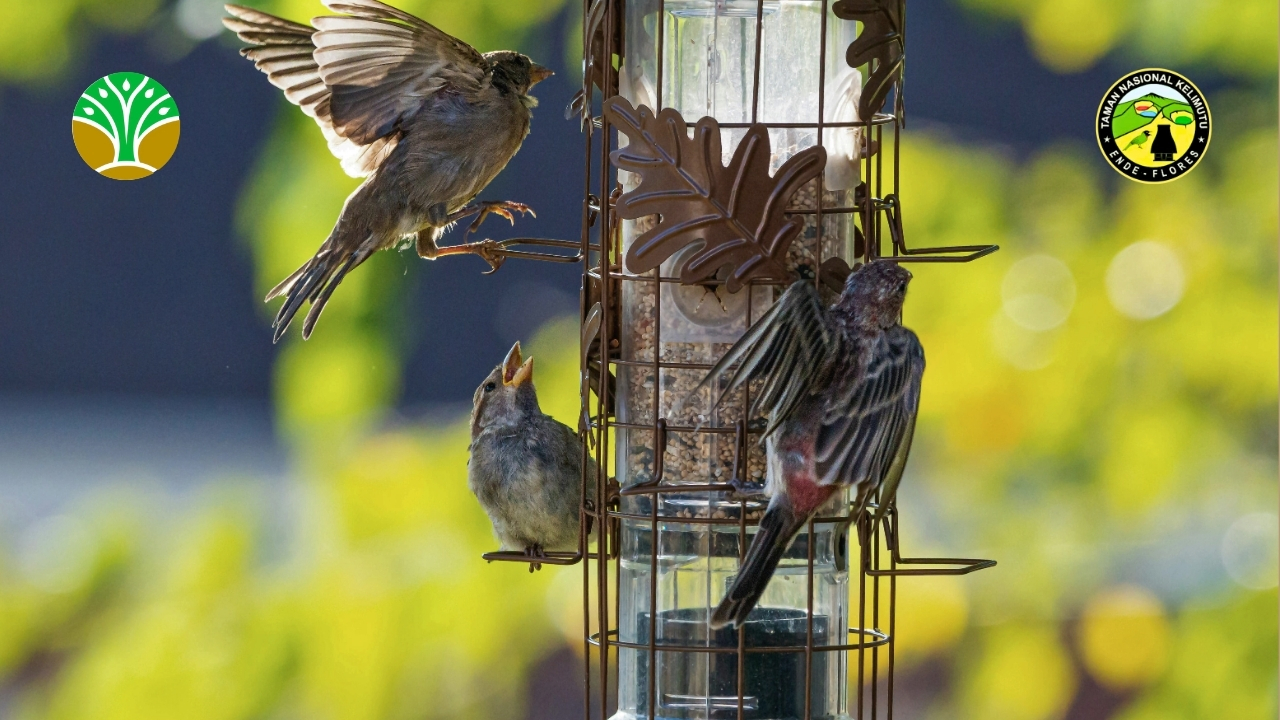 Kajian Perilaku dan Ekologi Taman Nasional Kelimutu