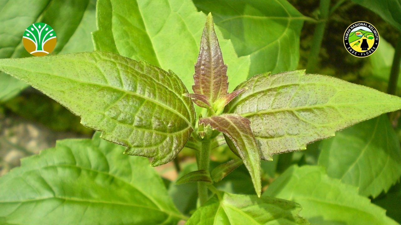 Pengendalian Spesies Invasif Taman Nasional Kelimutu