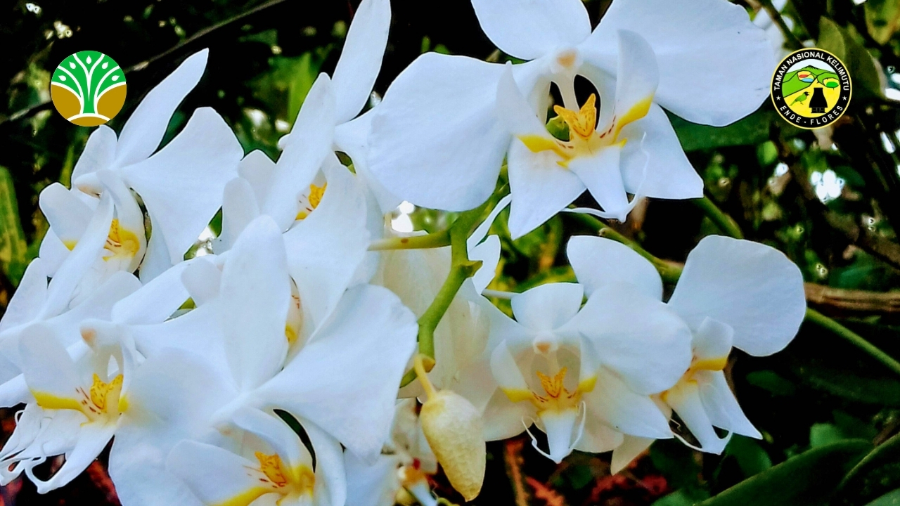 Penyelamatan Anggrek Alam Endemik Taman Nasional Kelimutu