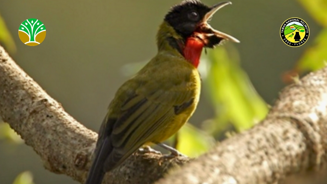 Perlindungan Habitat Kritis Garugiwa Taman Nasional Kelimutu