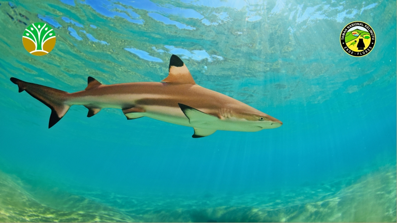 Taman Nasional Karimunjawa