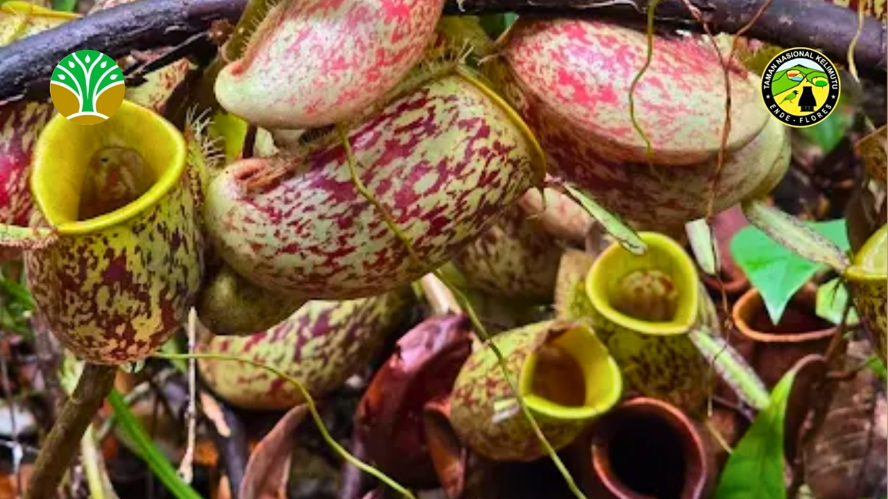 Taman Nasional Tanjung Puting